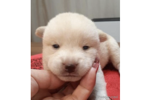成約済の富山県の柴犬-202064の4枚目
